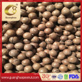 Hot Sale Raw Macadamia Fresh Macadamia Nut in Shell